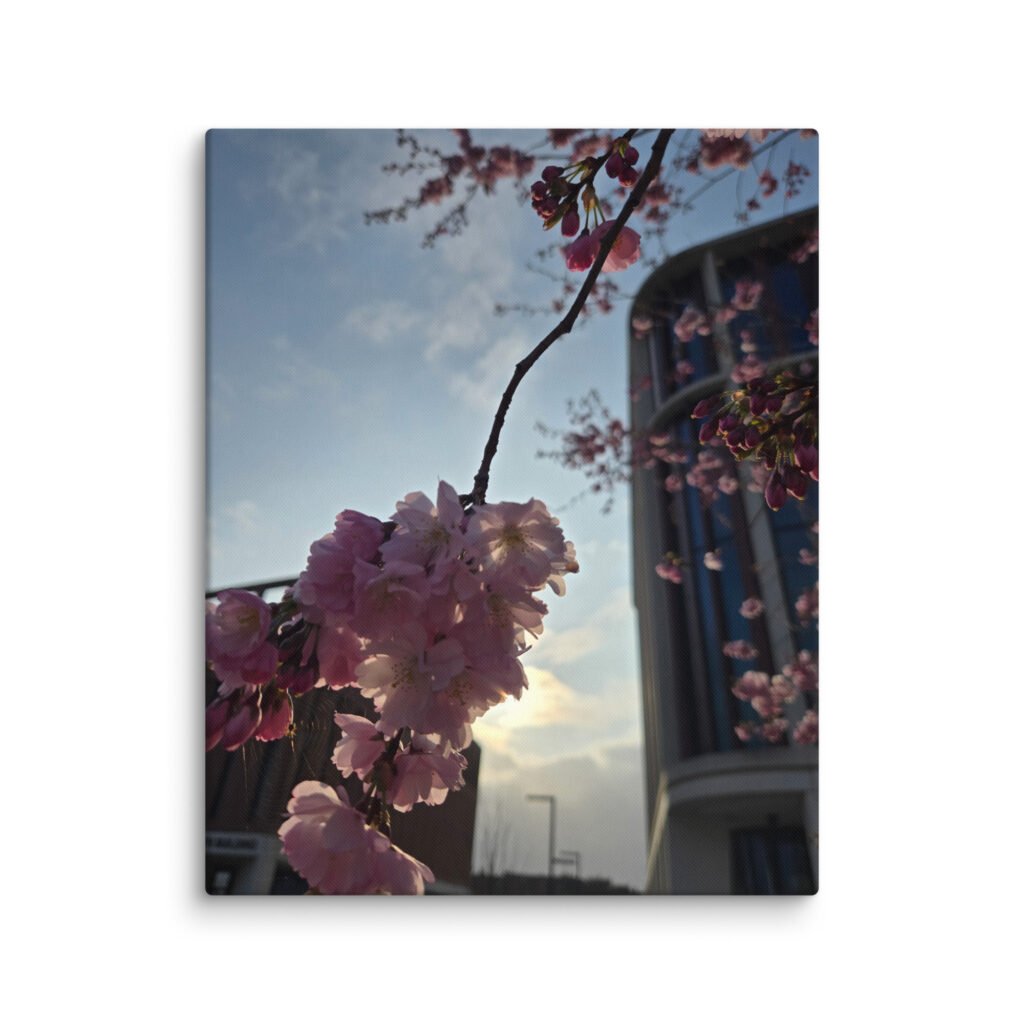 University of Glasgow New Campus Cherry Tree