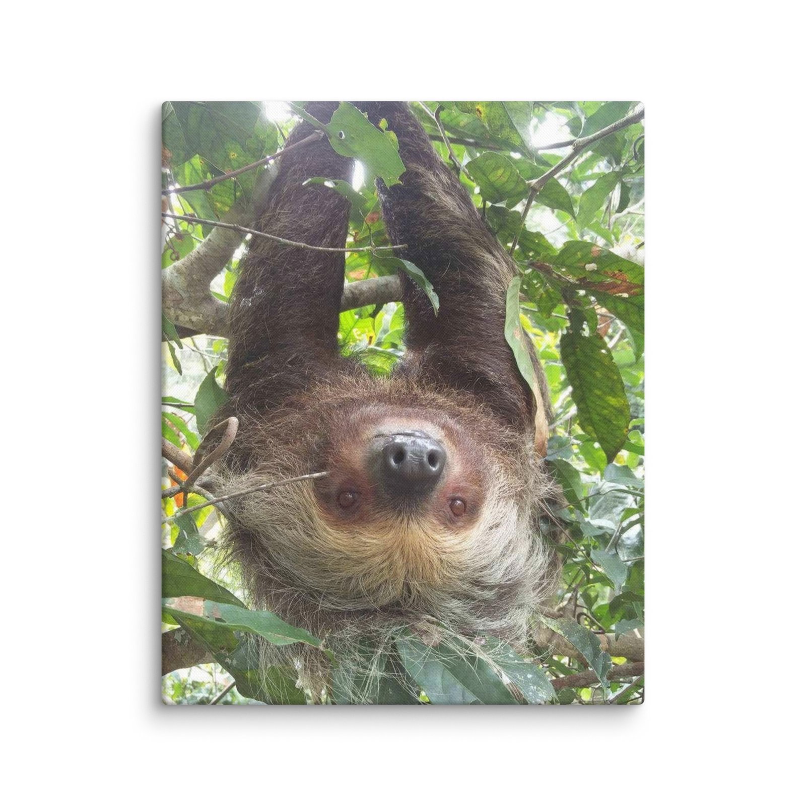 Amazon Sloth Canvas - Image 1